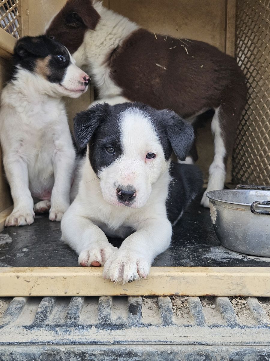 Registered border collie puppies