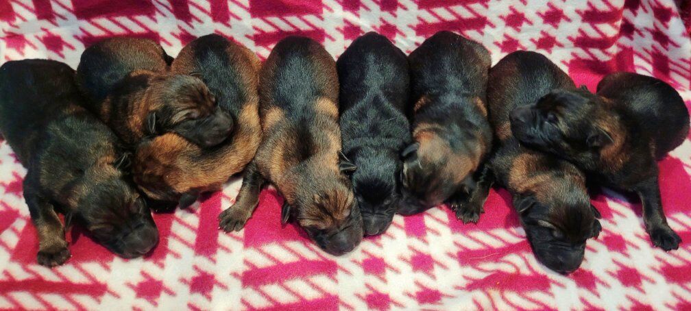 AKC Sable German Shepherd puppies