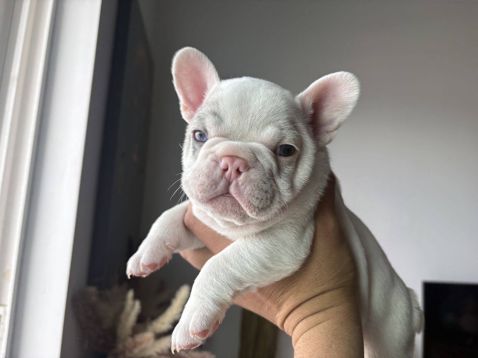 Cute French bulldog puppies ready for a new home