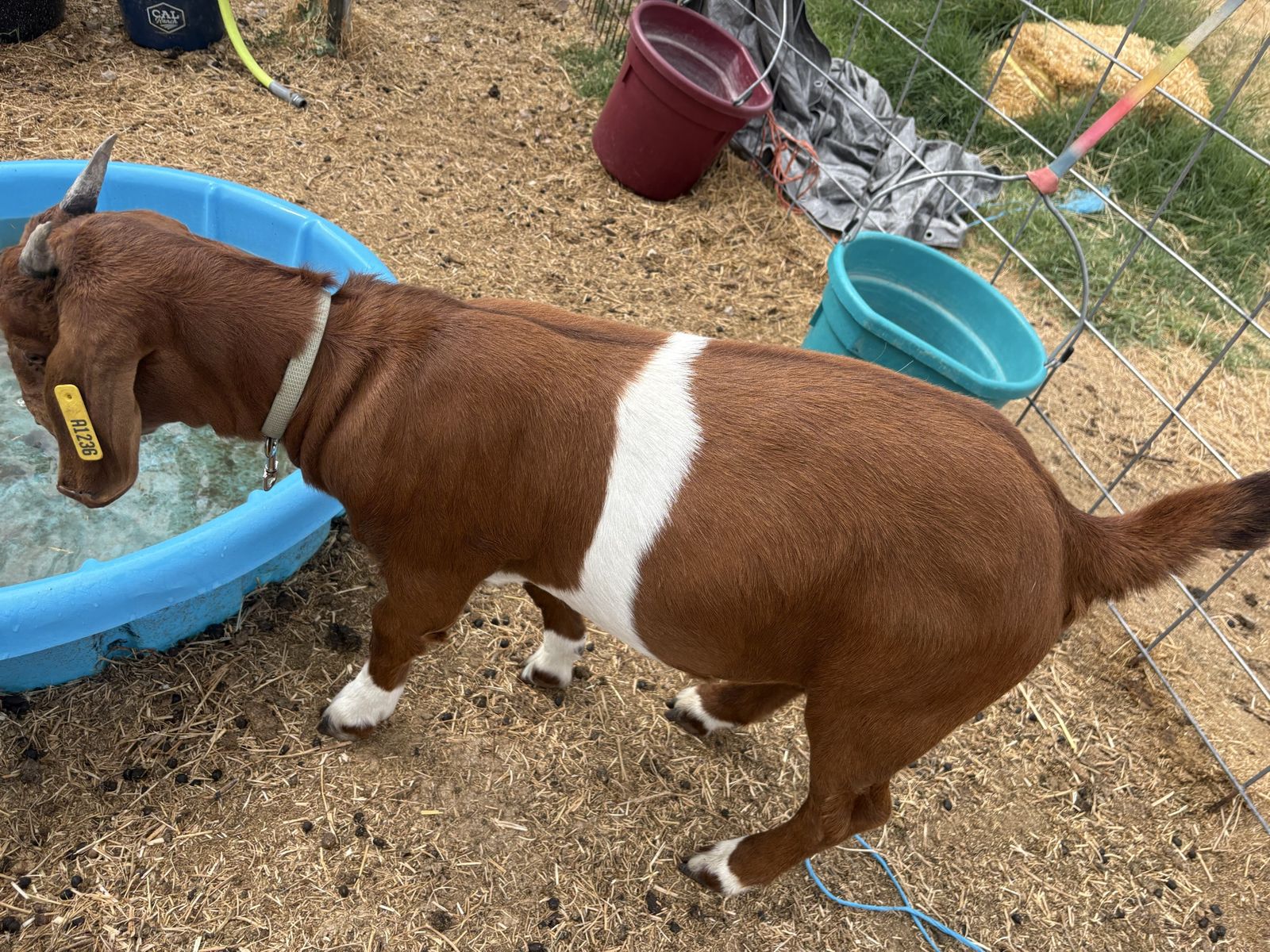 Brown and White Belted Boer Goat