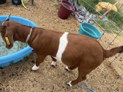 Brown and White Belted Boer Goat