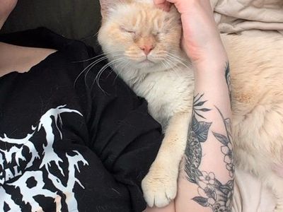 Sweet Senior Looking For Home!