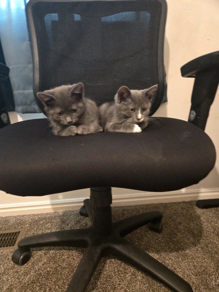 Adorable Gray Kittens Seeking Forever Home - Playful & Loving Pair!