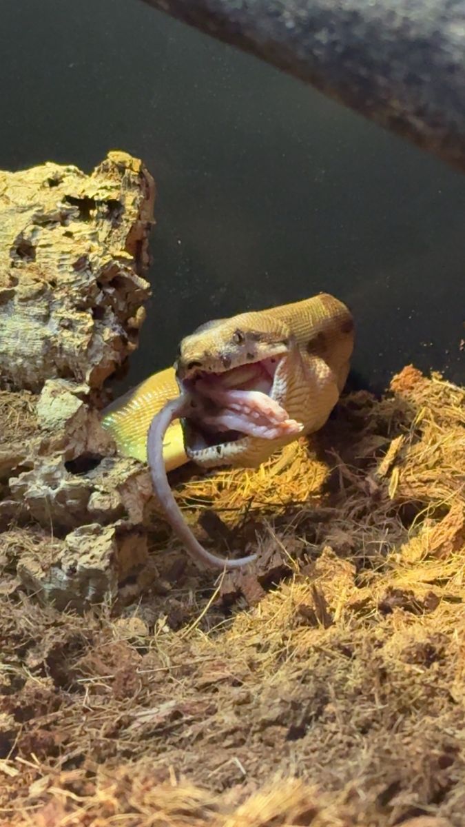 Sell me your blood pythons!