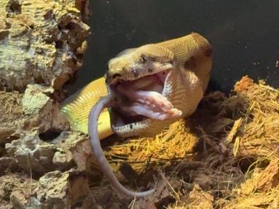 Sell me your blood pythons!