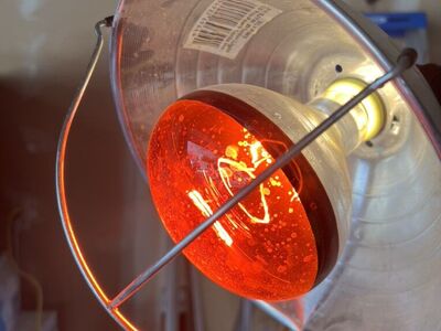 Heat Lamp
