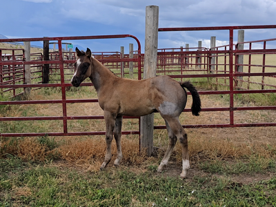 AQHA Blue Roan Stud Colt