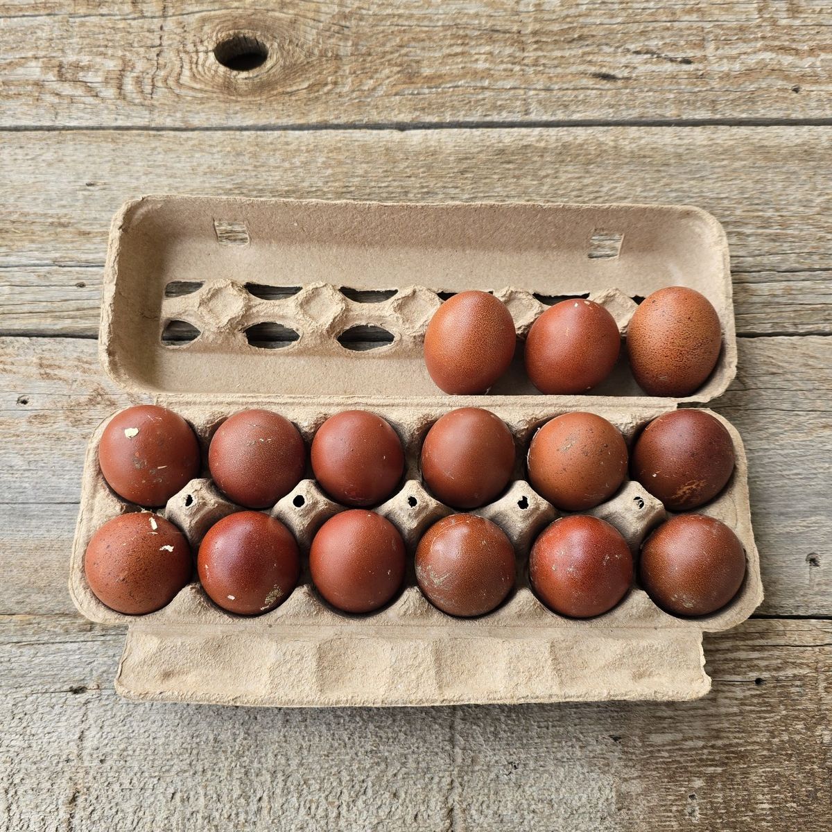 Black Copper Maran Hatching Eggs #2