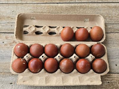 Black Copper Maran Hatching Eggs #2