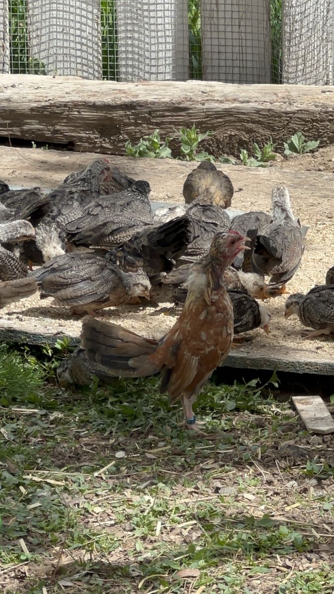 Miniature Stag Rooster for Sale (Kiri x Azteca Mix