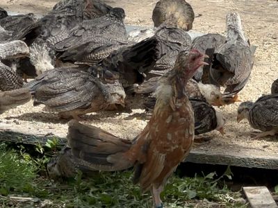 Miniature Stag Rooster for Sale (Kiri x Azteca Mix