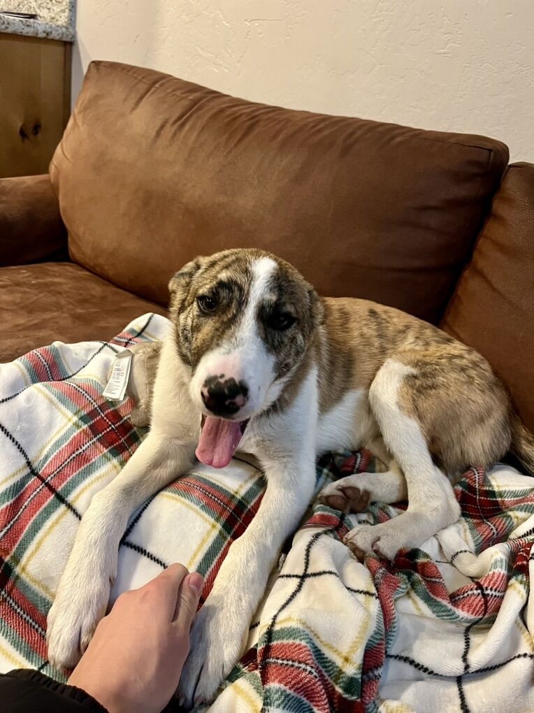 Mixed Breed 4 Month Old