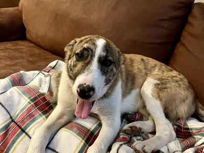 Mixed Breed 4 Month Old