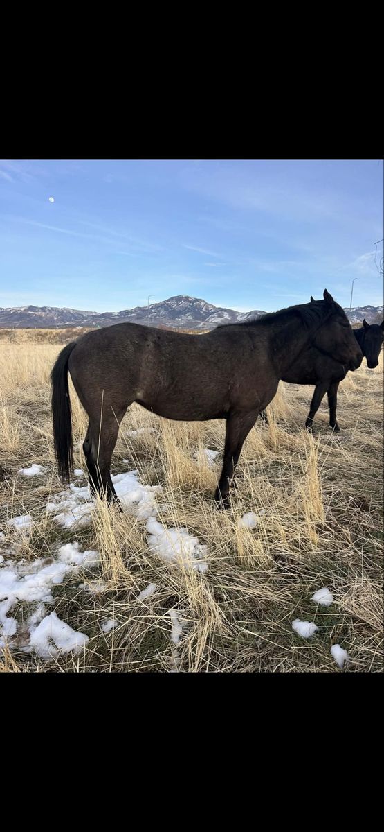 3 year old AQHA Blue Roan Filly