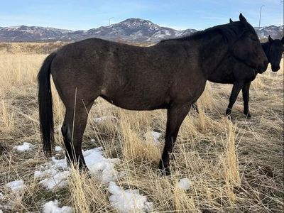 3 year old AQHA Blue Roan Filly