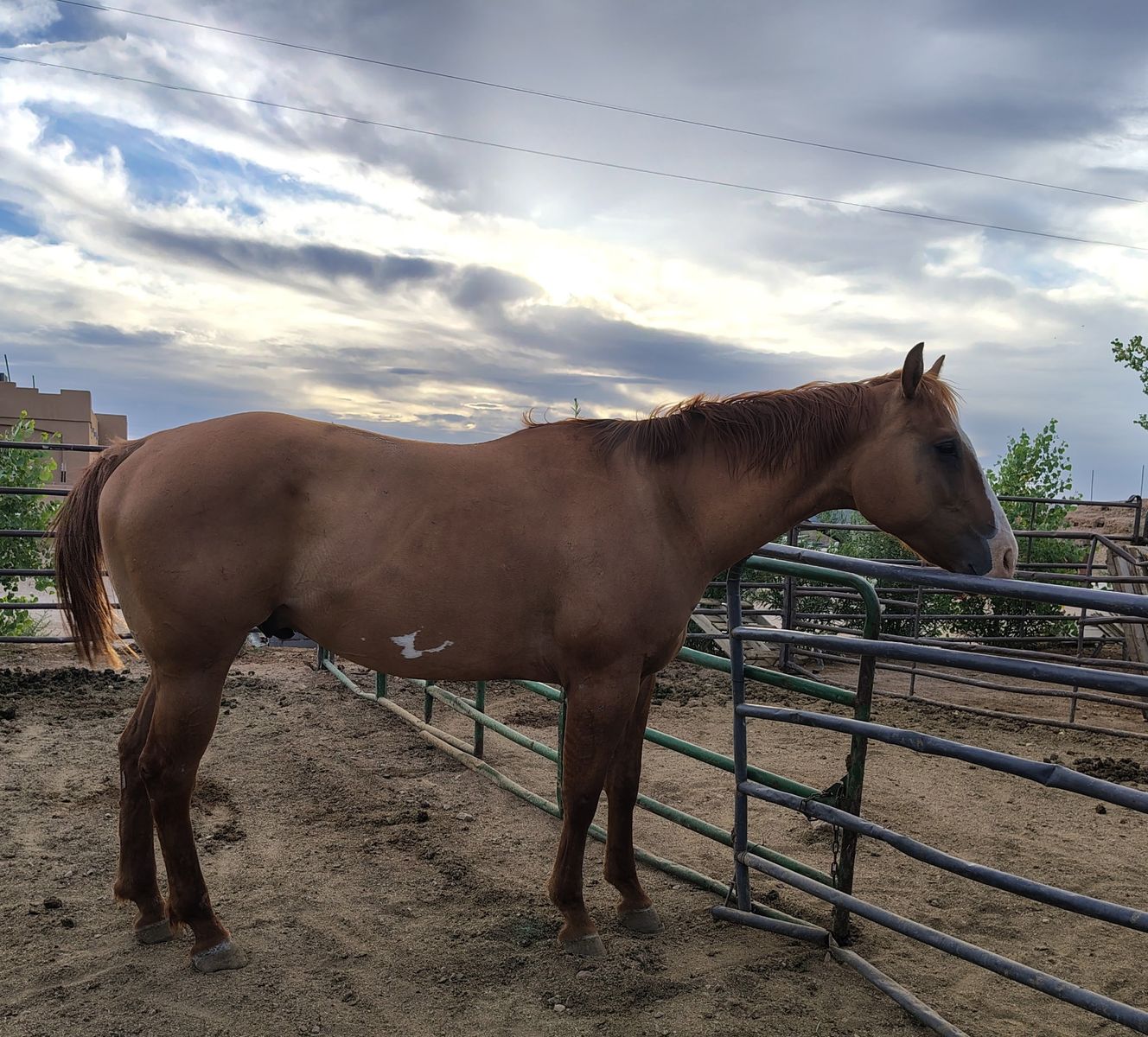 Red dun gelding