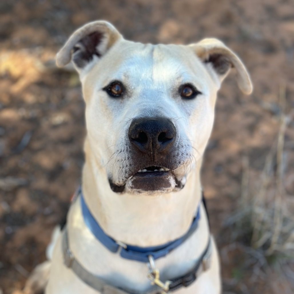 Hello my name is Mr. Bowser