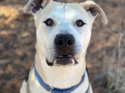 Hello my name is Mr. Bowser