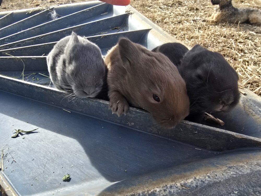 new Zealand meat rabbits