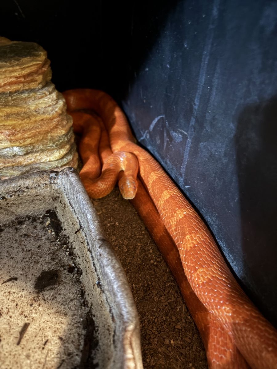 Adult female corn snake 