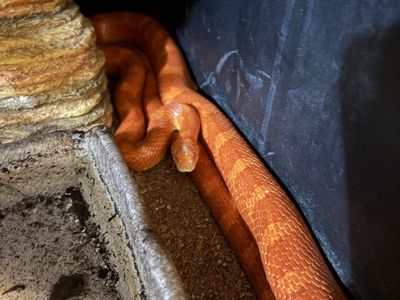 Adult female corn snake