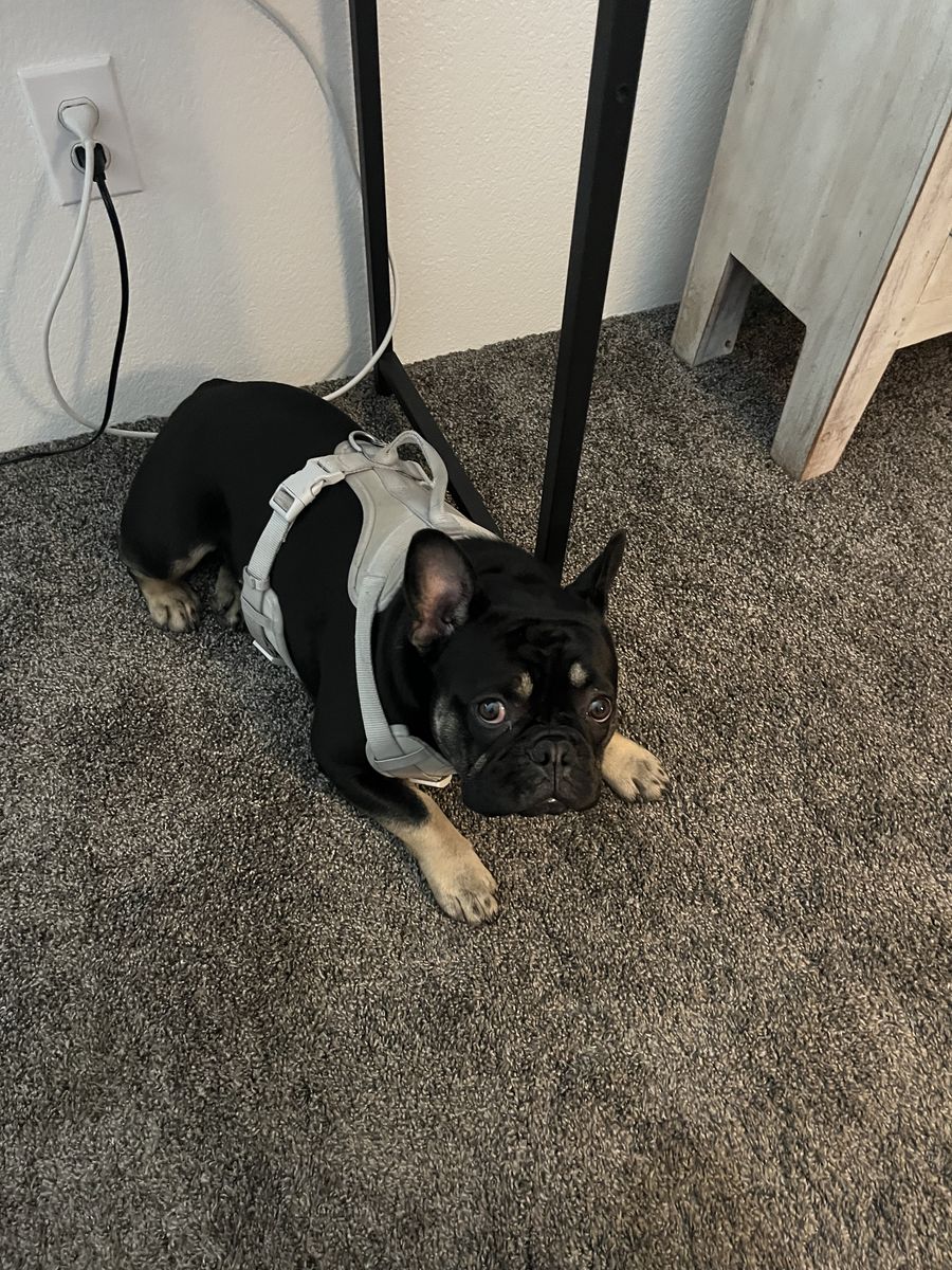 French Bulldog
