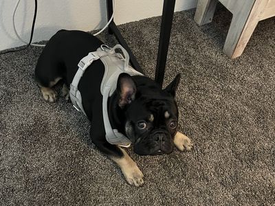 French Bulldog