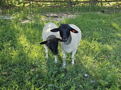 Black Head Dorper Sheep