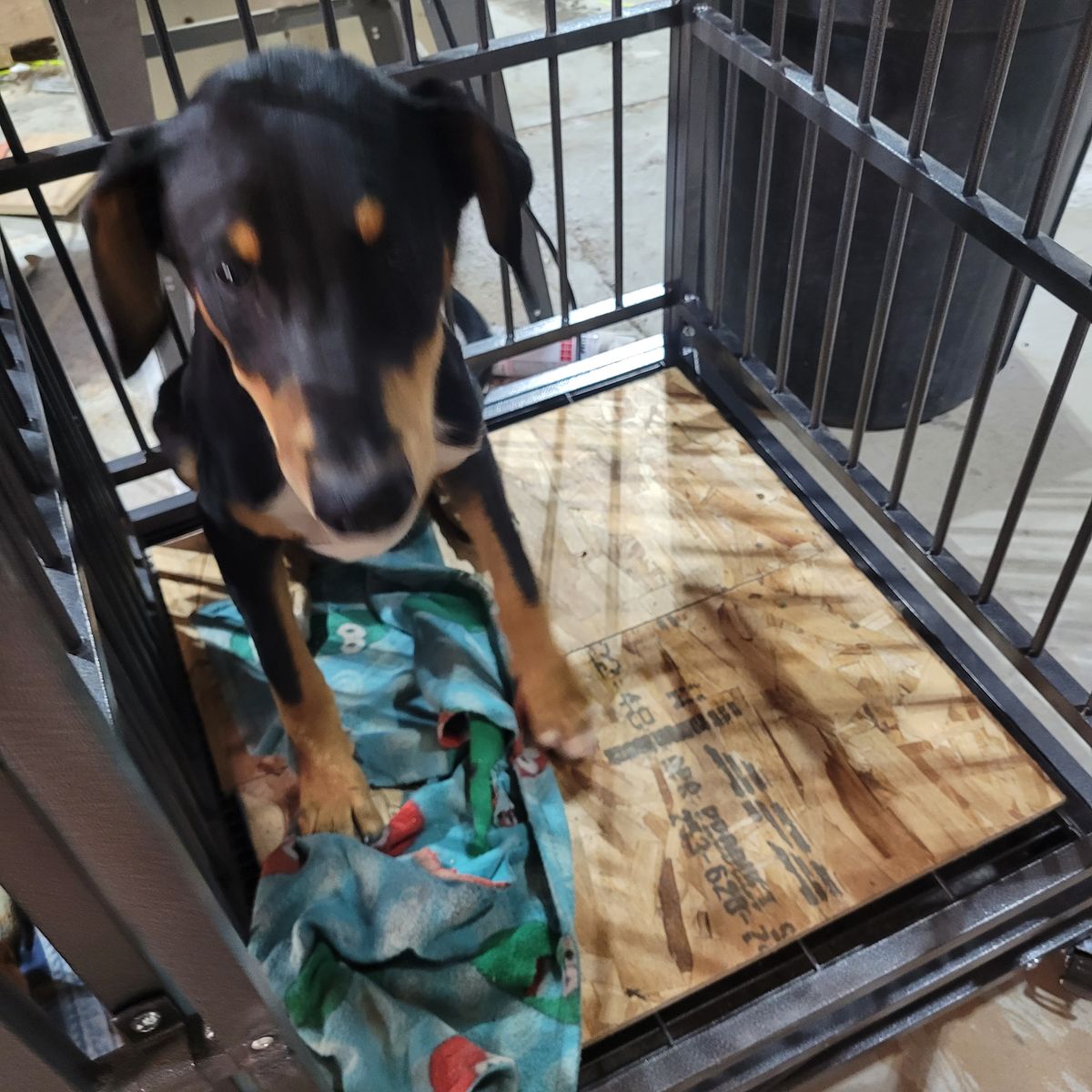 Free to a good home 1/2 doberman 1/2 border collie pup