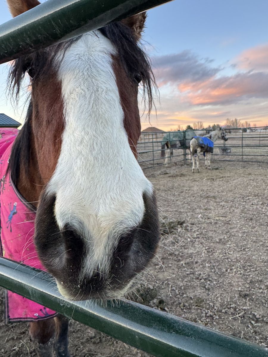 ISO Part Time Horse Help