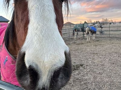 ISO Part Time Horse Help