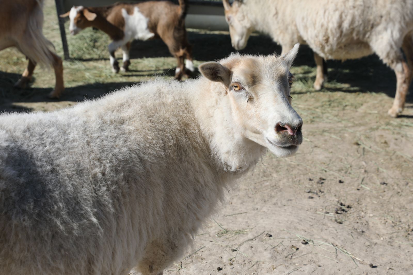 Icelandic Ewe Sheep from Collective Academy