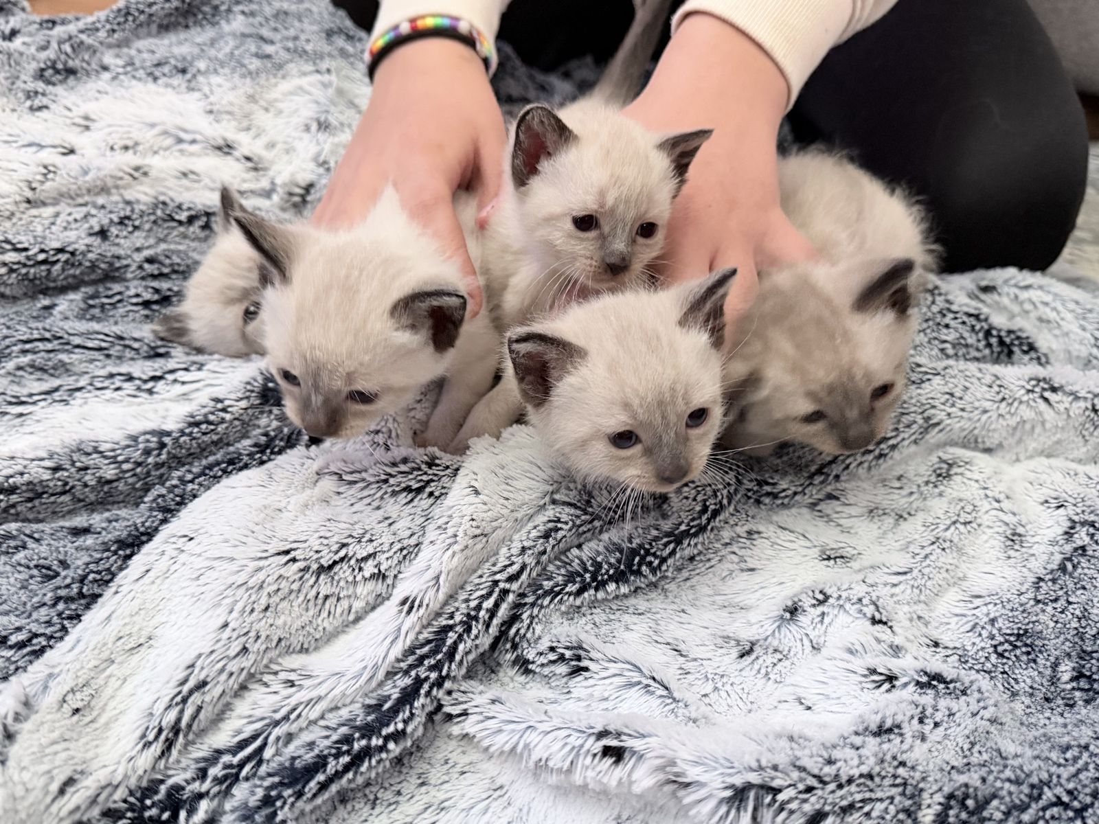 Beautiful Seal Pointe Siamese Kittens * Ready to go on 6/8