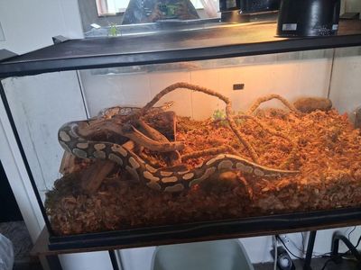 Male Ball Python Snake with Terrarium, Heat Lamp & Substrate - Complete Setup