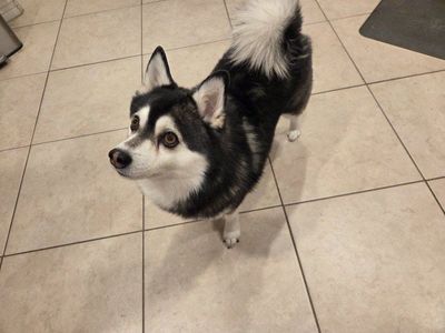 Male Pomklee Pomskee Klee Kai 7 Year Neutered