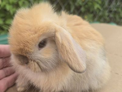 Holland Lops Reservation Ready