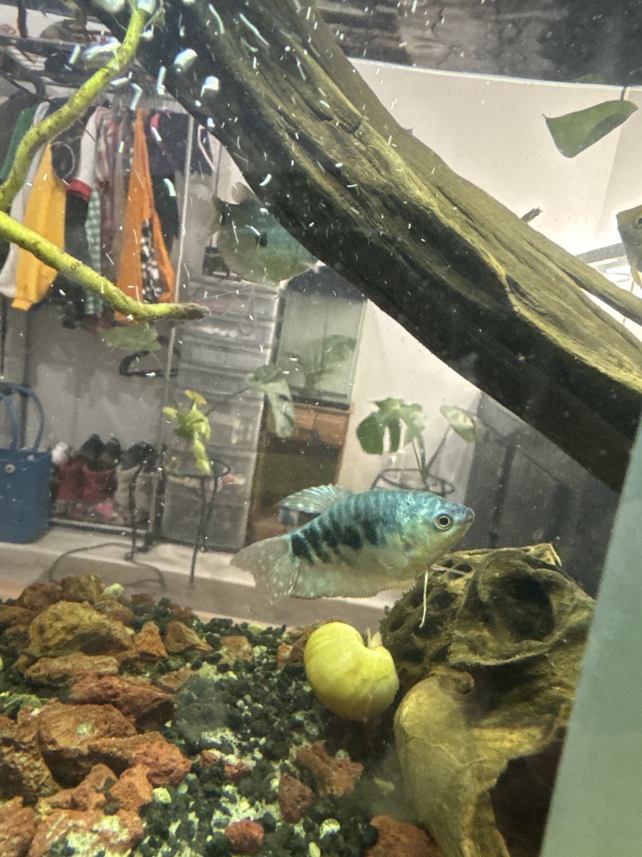 Blue gouramis