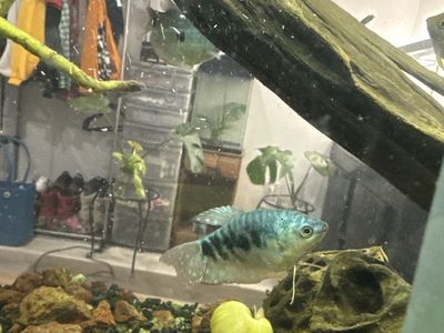 Blue gouramis