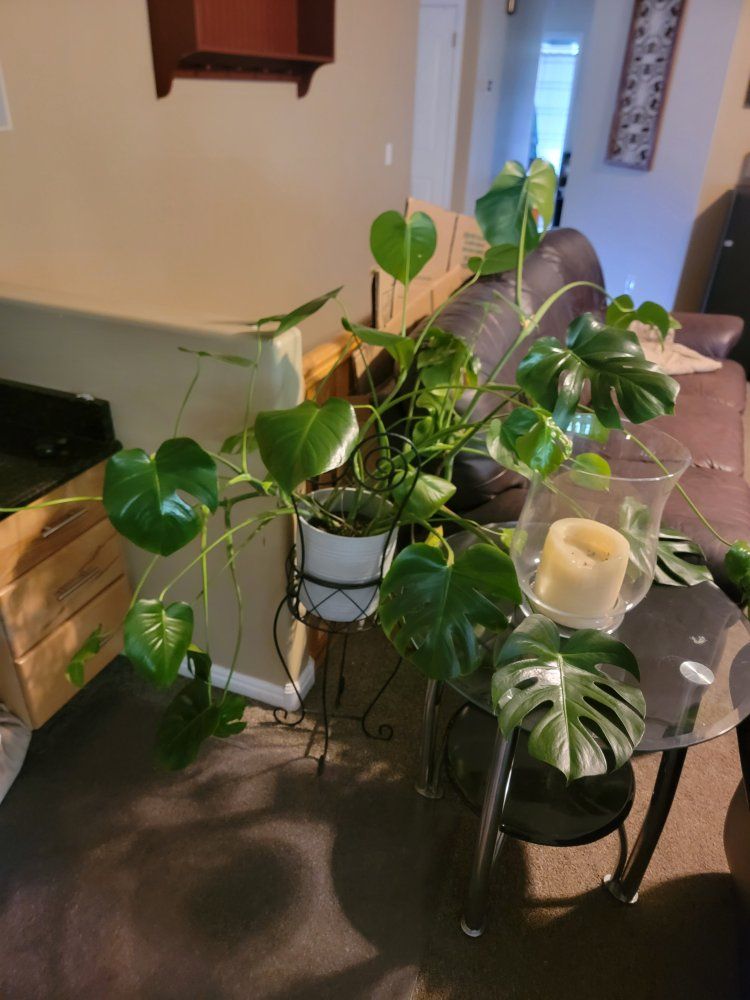 Monstera plant