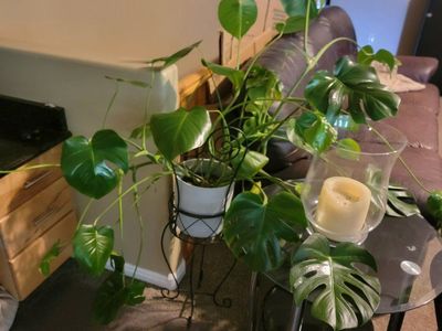Monstera plant