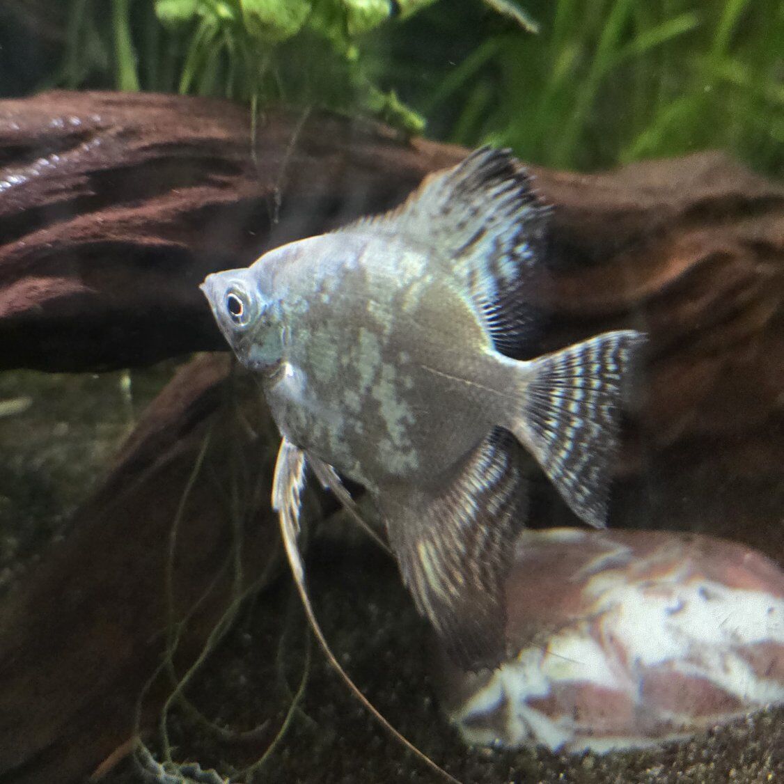 smokey blue angelfish