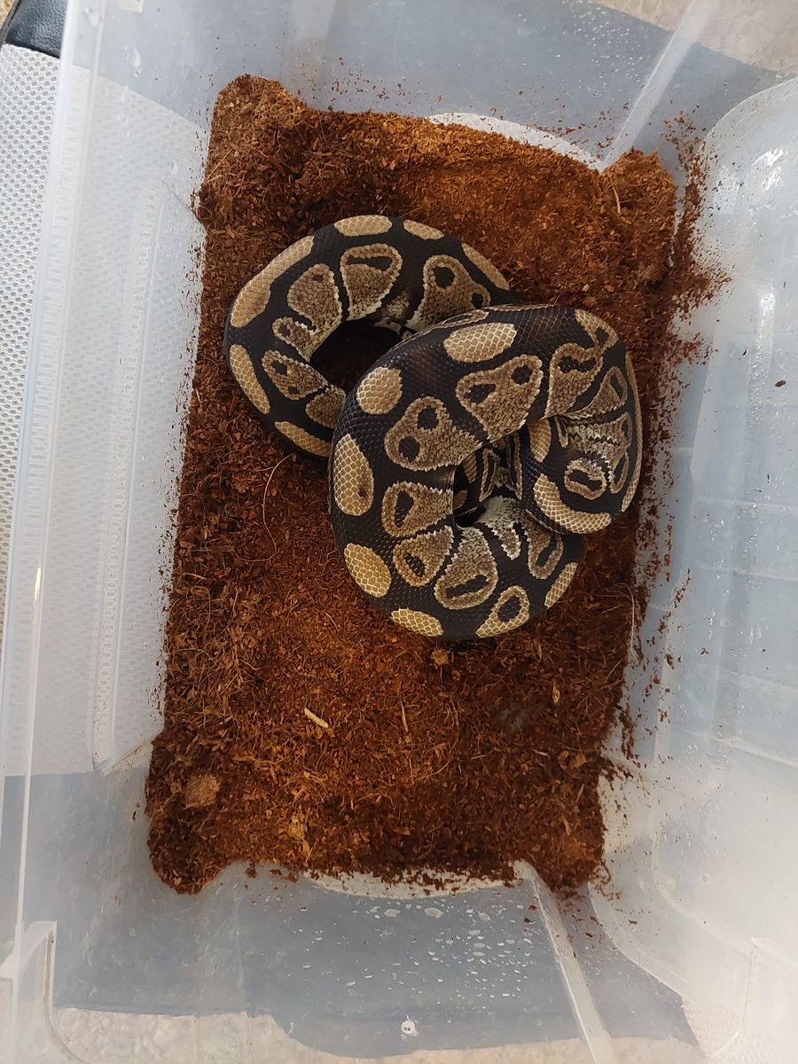 Female Ball Python