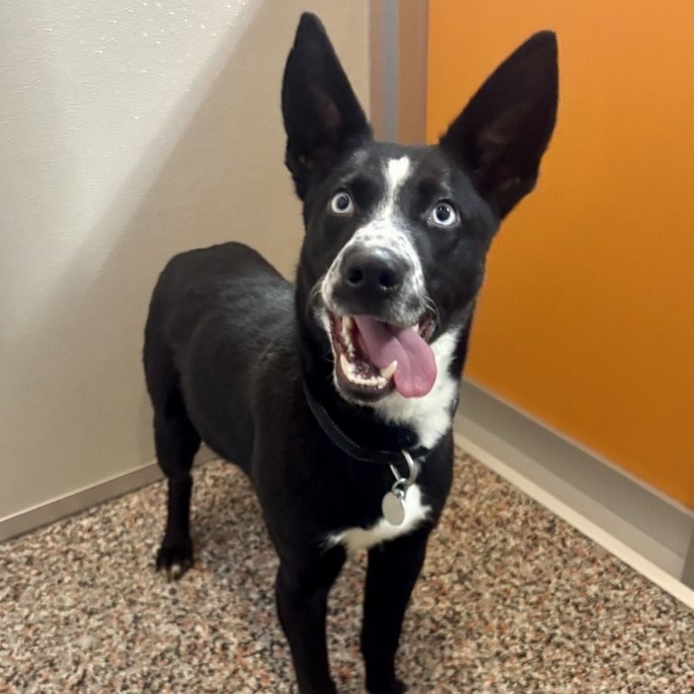 Hello my name is Lemonade