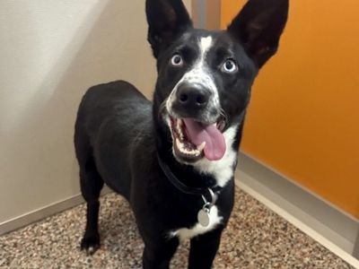 Hello my name is Lemonade