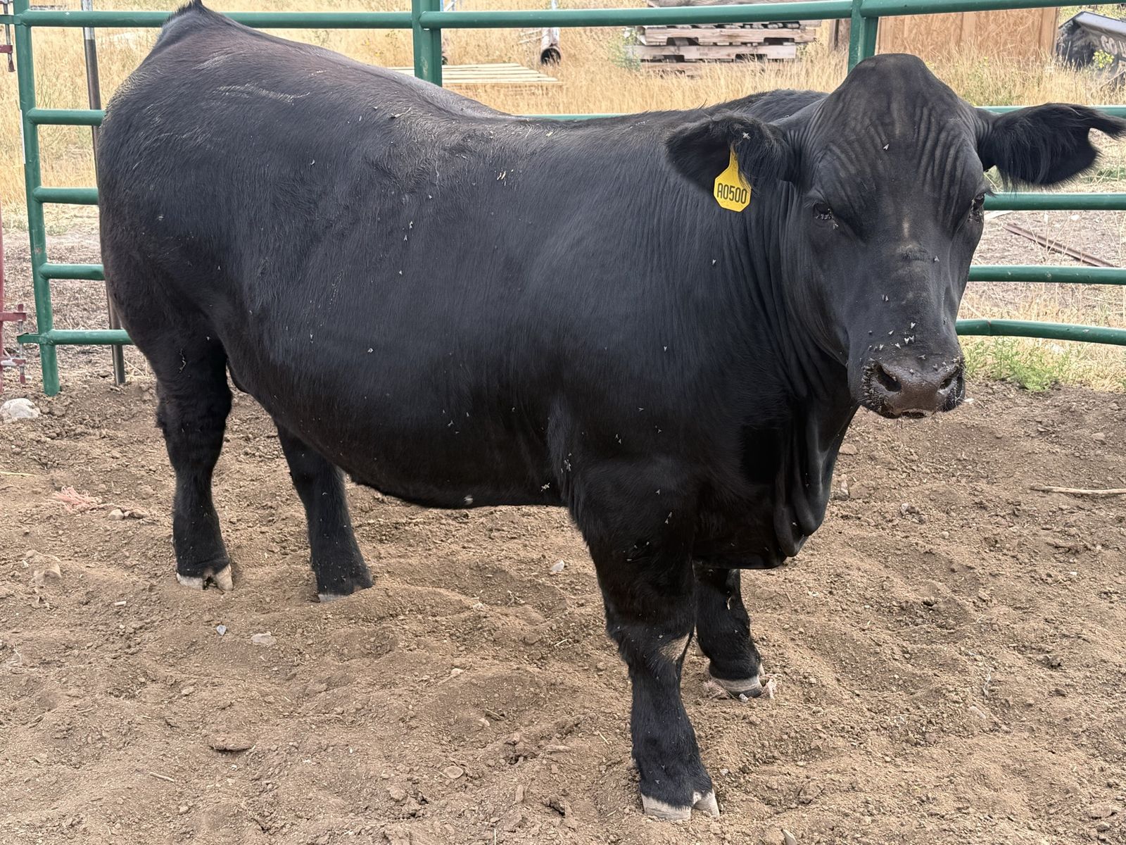 1/4 Beef for sale 