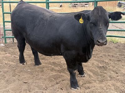 1/4 Beef for sale