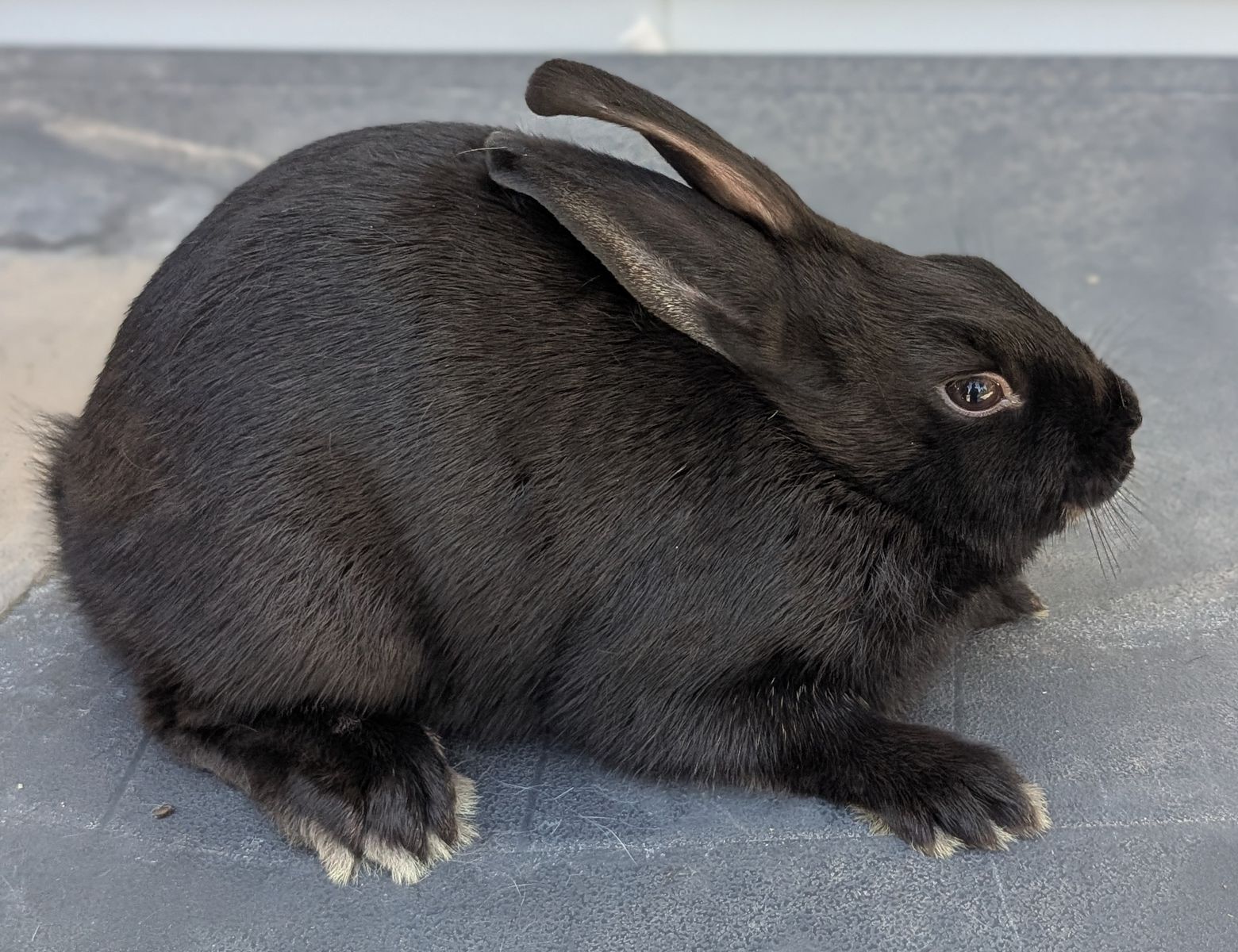 Baby dwarf bunny
