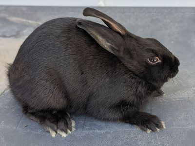 Baby dwarf bunny