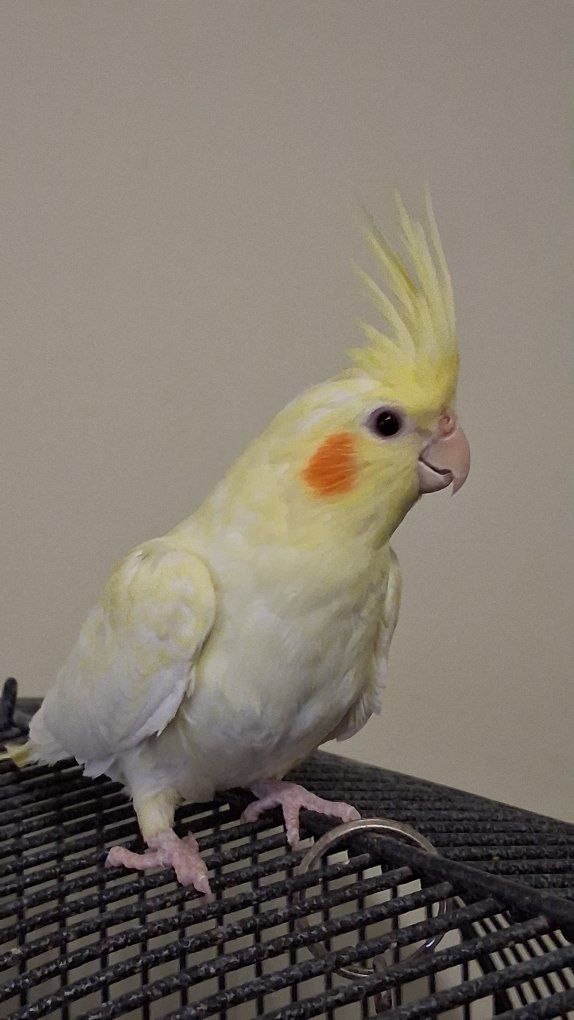 Baby Lutino Cockatiel 