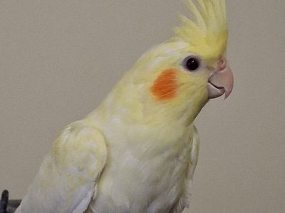 Baby Lutino Cockatiel